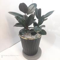 گلدان فیکوس بلک