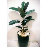 فیکوس سوپر بلک