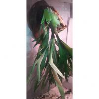 سرخس شاخ گوزنی(بیفورکاتوم)