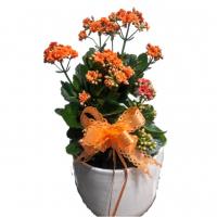 گلدان کالانکوا