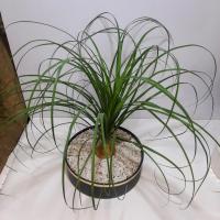 گلدان لیندا