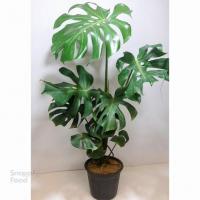 برگ انجیری مانسترا کینگ