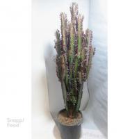 افوبیا تریگونا قرمز