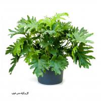 برگ انجیری سلوم