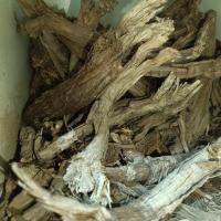 ریشه بابا آدم