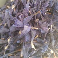 گل گاو زبان