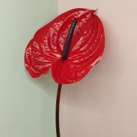 شاخه گل آنتوریوم