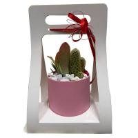 مجموعه گیاه کاکتوس در گلدان صورتی