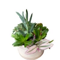 مجموعه گیاه کاکتوس