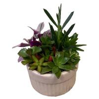 مجموعه گیاه کاکتوس در گلدان سفالی سفید