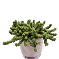 آویز تسبیحیGA4113