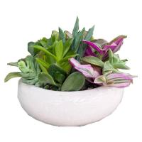 مجموعه گیاه مخلوطCP-03