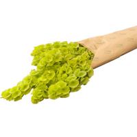 دسته زنگوله ای