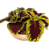 مجموعه گیاه حسن یوسف HP-108 در گلدان سفالی