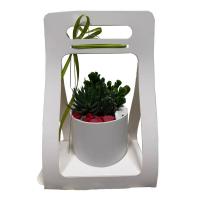 مجموعه گیاه کاکتوس با گلدان سفید