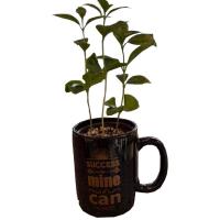 گیاه قهوهGA-4599