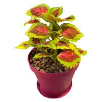 گیاه حسن یوسفGA-4609