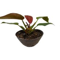 فیلودندرون سان رد