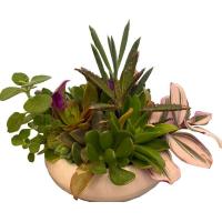 محموعه گیاه کاکتوس یا گلدان سفالی