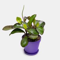 گلدان پپرومیا لب ماتیکی