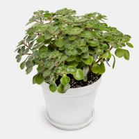 گلدان سدوم پرز دار