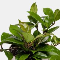 گلدان اویا شمعی