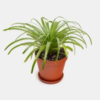 گلدان آگاولیندا