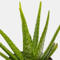 گلدان آلوئه ورا