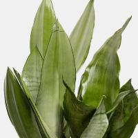 گلدان سانسوریا کراواتی مهتابی