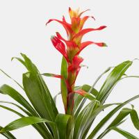 گلدان گازمانیا