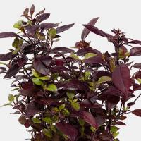 گلدان آلترنانترا بنفش