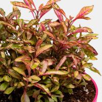 گلدان آلترنانترا برگ ریز