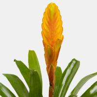 گلدان ورزیا