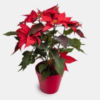 گلدان بنت قنسول کد GA4029