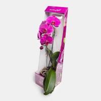 گیفت باکس ارکیده کد GA4031