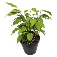 بنجامین نئون GA4097