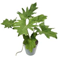 فیلودندرون سلوم GA4099