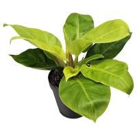 فیلودندرون زعفرانی نئون GA4100