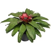 نیدولاریوم GA4101