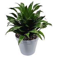 دراسنا کامپکت GA4102