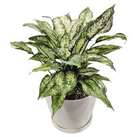 آگلونما سفید GA4103