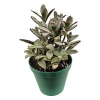 گیاه پاندا مدل GA4109