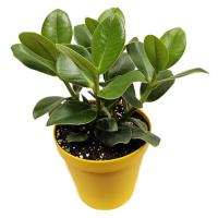 کلوزیا مدل GA4111