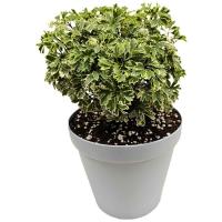 آرالیا مینیاتوری ابلق مدل GA4114