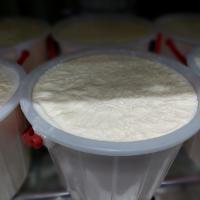 ماست گاو پرچرب سنتی