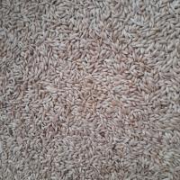 تخمه کتان پرندگان فله ای ایرانی