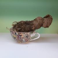 ریشه ایرسا