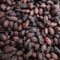 زغال اخته خشک