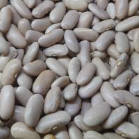 باقالی کشاورزی