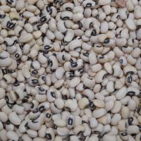 لوبیا چشم بلبلی